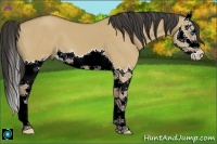 Horse Color:Buckskin Dun Splash 