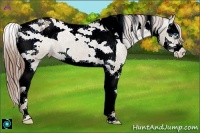 Horse Color:Classic Champagne Splash Tobiano Varnish