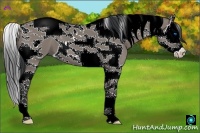 Horse Color:Grullo Splash Tobiano