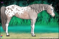 Horse Color:Bay Splash Appaloosa