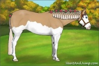 Horse Color:Palomino Splash