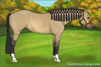 Horse Color:Bay Dun 