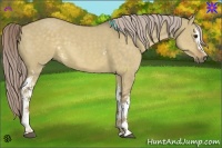 Horse Color:White Spotted Chocolate Palomino Dun 