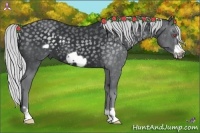 Horse Color:Silver Black Chinchilla Frame 