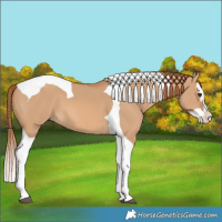Horse Color:Red Dun Splash Tobiano