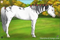 Horse Color:Brown Chinchilla Sabino Splash