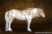 Horse Color:White Spotted Liver Chestnut Pearl Rabicano 