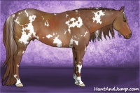 Horse Color:White Spotted Chestnut 