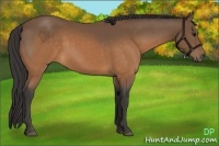 Horse Color:Buckskin 