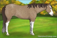 Horse Color:Classic Champagne Splash