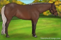 Horse Color:Silver Bay Rabicano