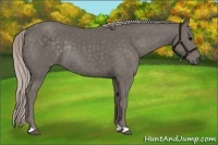 Horse Color:Silver Black Rabicano