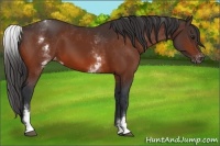 Horse Color:White Spotted Bay Appaloosa Rabicano