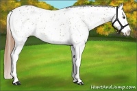 Horse Color:Chestnut Splash Appaloosa 