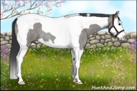 Horse Color:Grullo Roan Splash Tobiano 