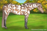 Horse Color:Buckskin Near Leopard 