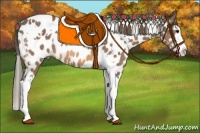 Horse Color:White Spotted Buckskin Splash Appaloosa 