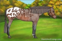 Horse Color:Bay Appaloosa 