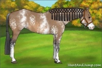 Horse Color:White Spotted Bay Dun 