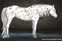 Horse Color:Chocolate Palomino Appaloosa