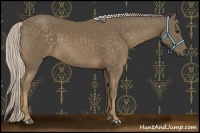 Horse Color:Chocolate Palomino 