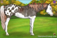 Horse Color:Liver Chestnut Splash Appaloosa 