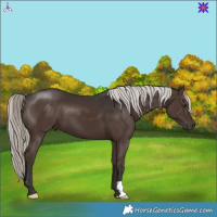 Horse Color:Liver Chestnut Mushroom 