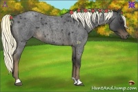Horse Color:Liver Red Roan 