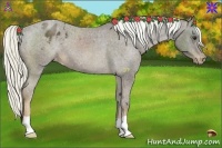 Horse Color:Liver Chestnut Appaloosa