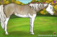 Horse Color:Liver Red Dun Splash Rabicano