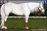 Horse Color:Cremello Appaloosa 