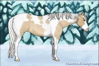 Horse Color:Silver Buckskin Roan Dun Splash Tobiano 
