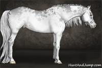Horse Color:White Spotted Silver Grullo Chinchilla Onyx 