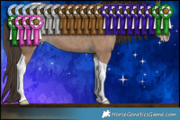 Horse Color:Classic Champagne Tobiano