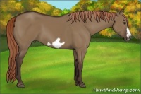 Horse Color:Liver Red Dun Frame 