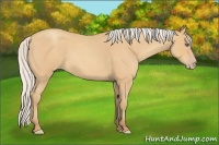 Horse Color:Silver Amber Champagne Roan 