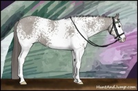 Horse Color:White Spotted Grullo Appaloosa 