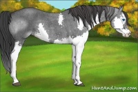 Horse Color:Blue Roan Splash 