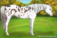 Horse Color:Bay Splash Appaloosa Rabicano 