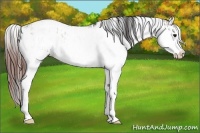 Horse Color:Bay Sabino  and Bay Appaloosa Rabicano 