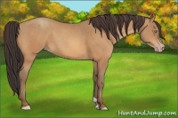 Horse Color:Amber Champagne