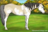 Horse Color:Buckskin Dun Splash 