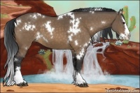 Horse Color:White Spotted Bay Dun Splash 