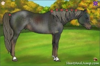 Horse Color:Liver Chestnut Rabicano 