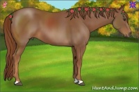 Horse Color:Chestnut 