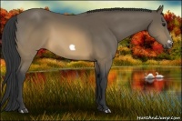 Horse Color:Buckskin Frame 