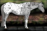 Horse Color:Blue Roan Tobiano Appaloosa 