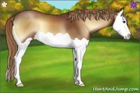 Horse Color:Red Onyx Splash 