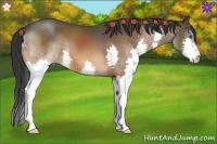 Horse Color:Bay Splash 