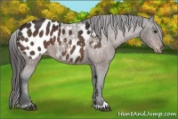 Horse Color:Bay Sabino Appaloosa